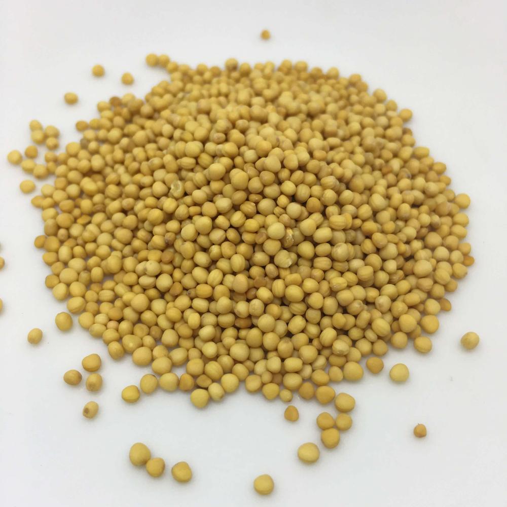 High Quality Yellow Mustard Seeds Freshly Dried and Raw Single Herb Factory Price Wholesale