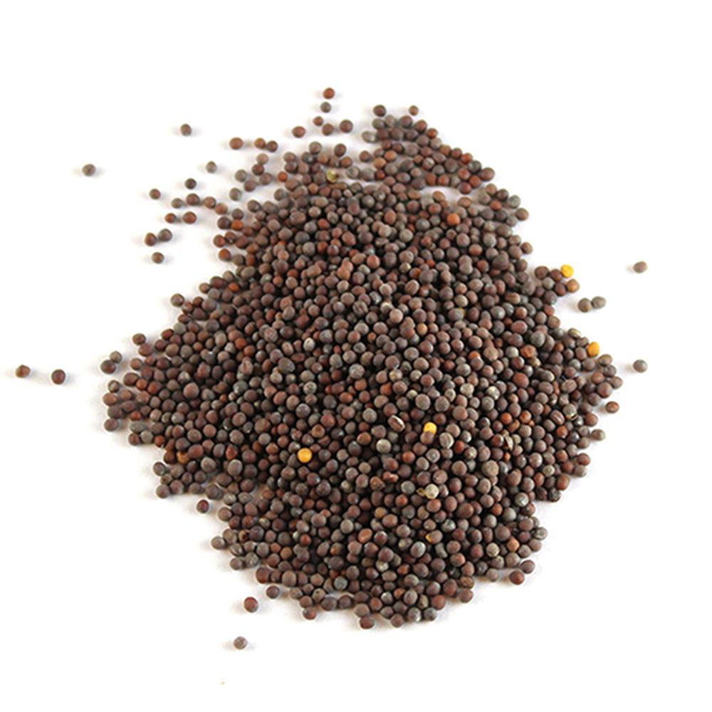 High Quality Yellow Mustard Seeds Freshly Dried and Raw Single Herb Factory Price Wholesale