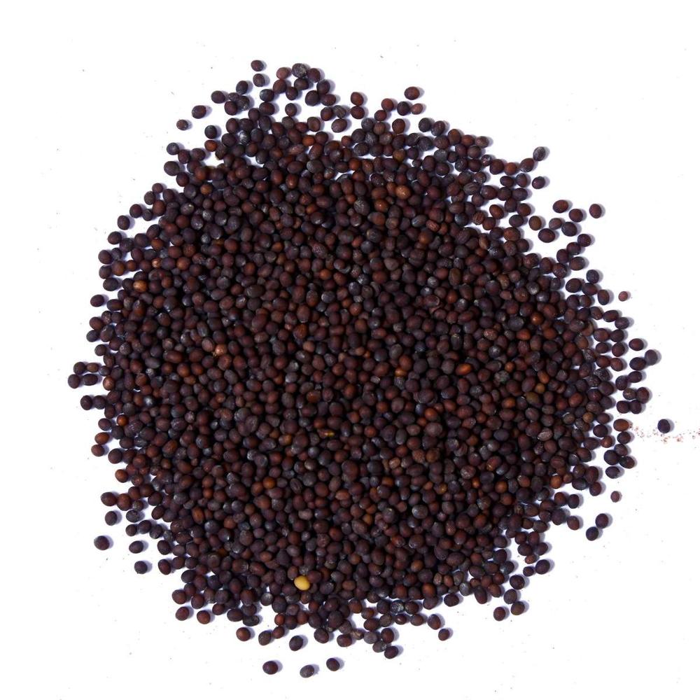 High Quality Yellow Mustard Seeds Freshly Dried and Raw Single Herb Factory Price Wholesale