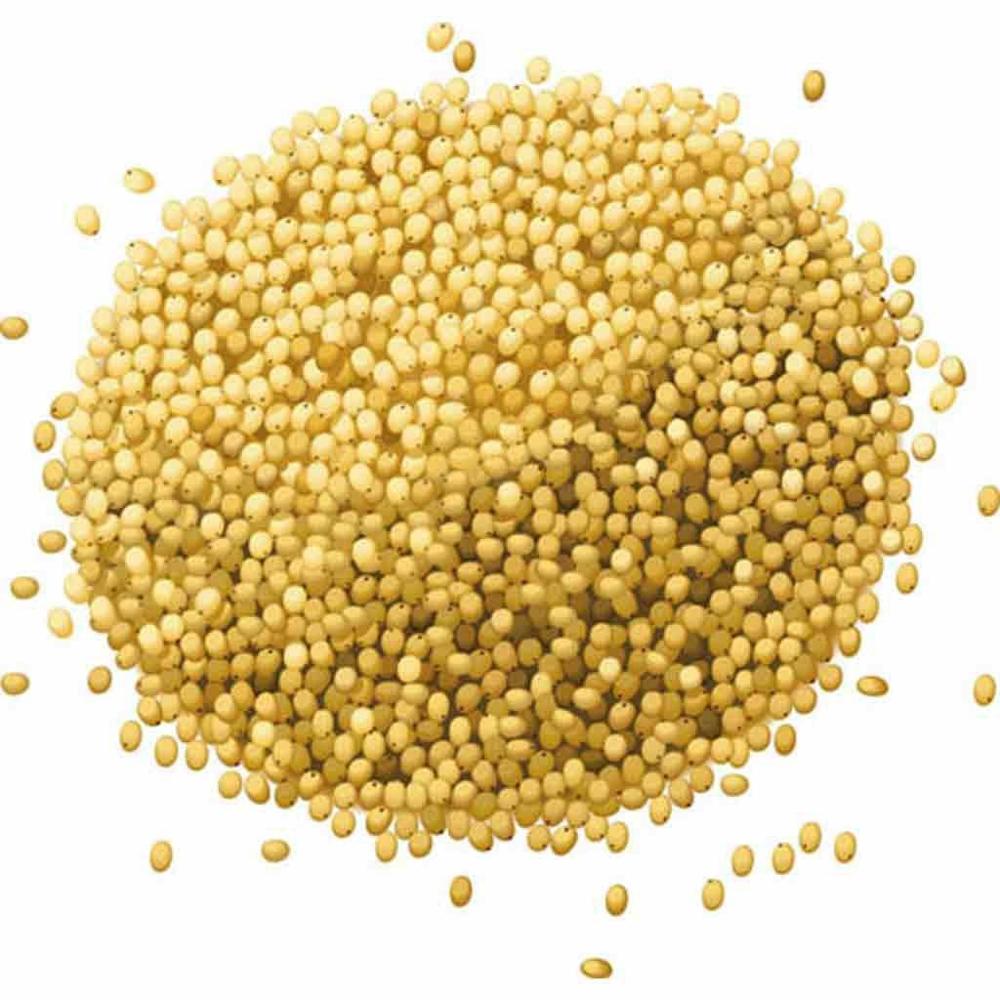 Natural Organic Pearl Millet Bajra Whole Grain Dried Product Rich In Fiber Protein And Nutrition For Food