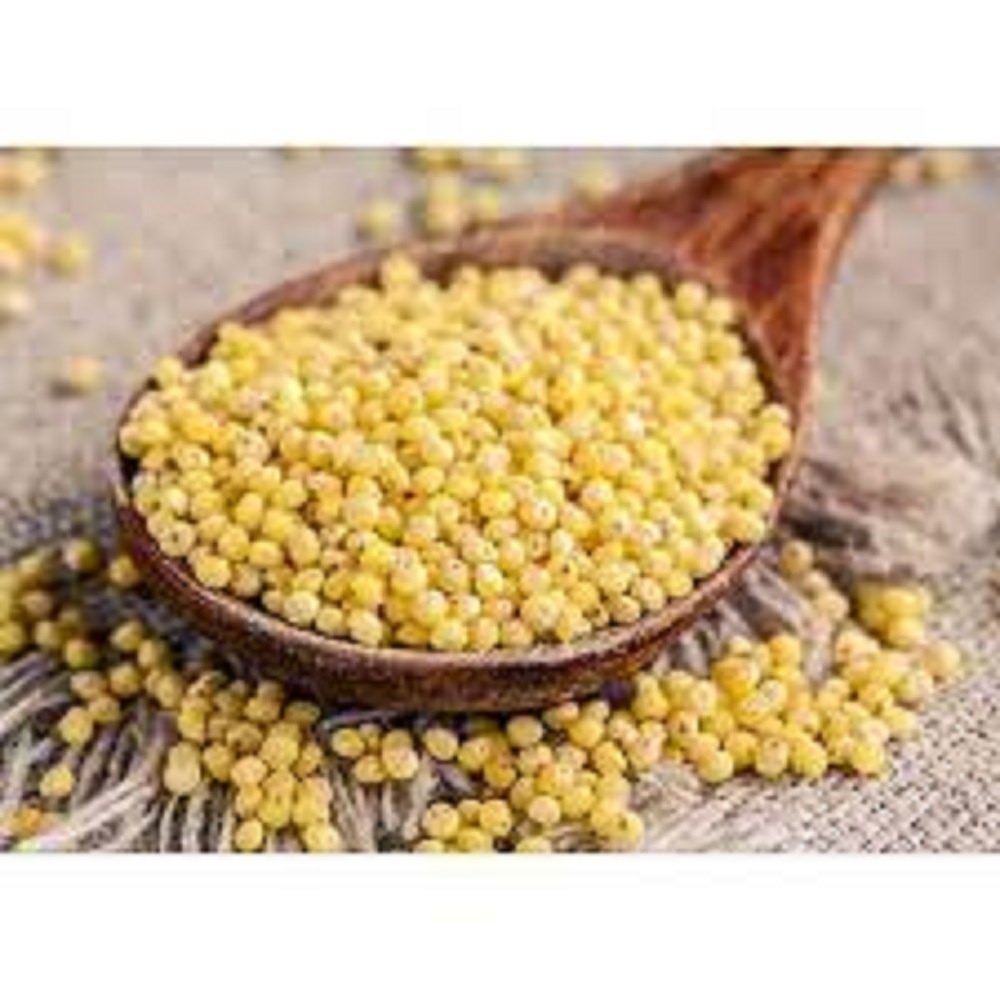 Premium Quality Dried Pearl Millet Ad Processed Bulk Supply Organic Grains For Export - Admixture (%): 0.5%