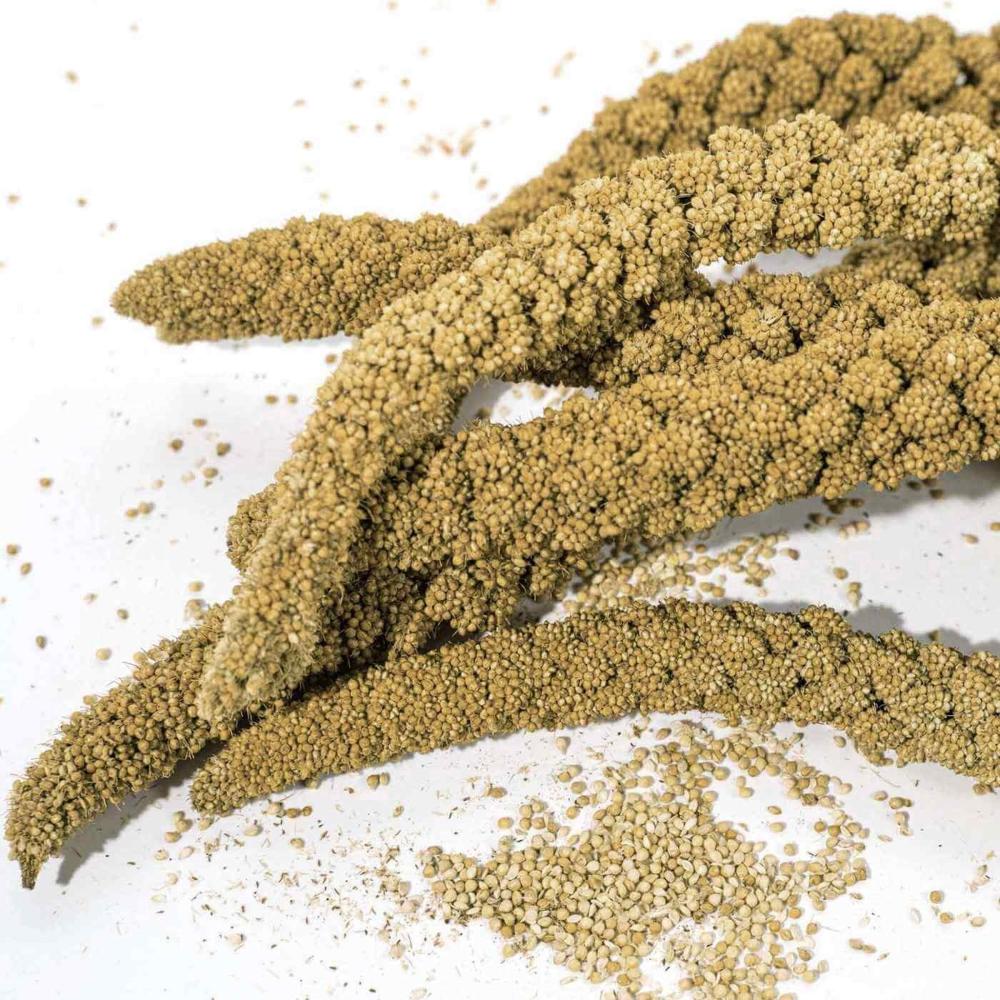 Premium Quality Dried Pearl Millet AD Processed Bulk Supply Organic Grains for Export 