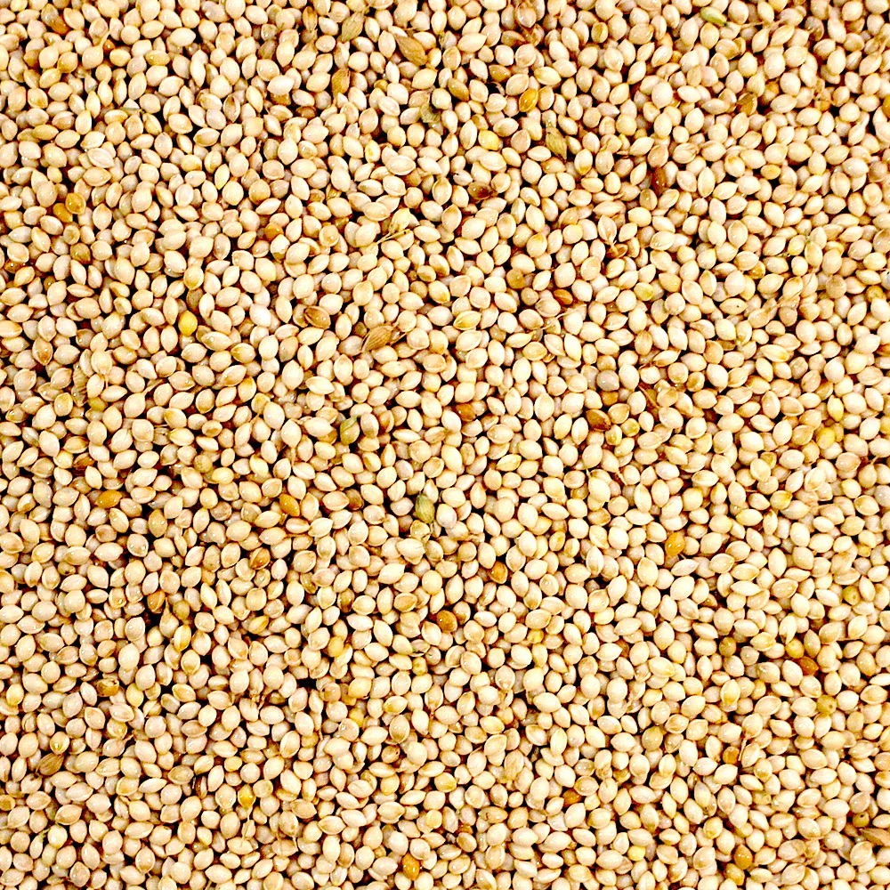 Premium Quality Dried Pearl Millet AD Processed Bulk Supply Organic Grains for Export 