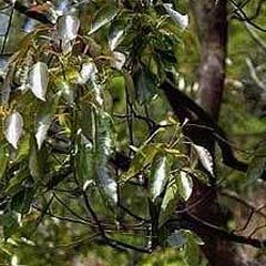 कैम्पोर तेल 2