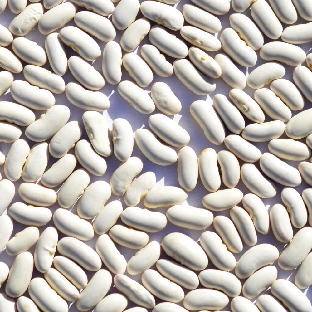 Wholesale Sale Of Large Fresh White Kidney Beans, High In Sugar And Sweet Taste