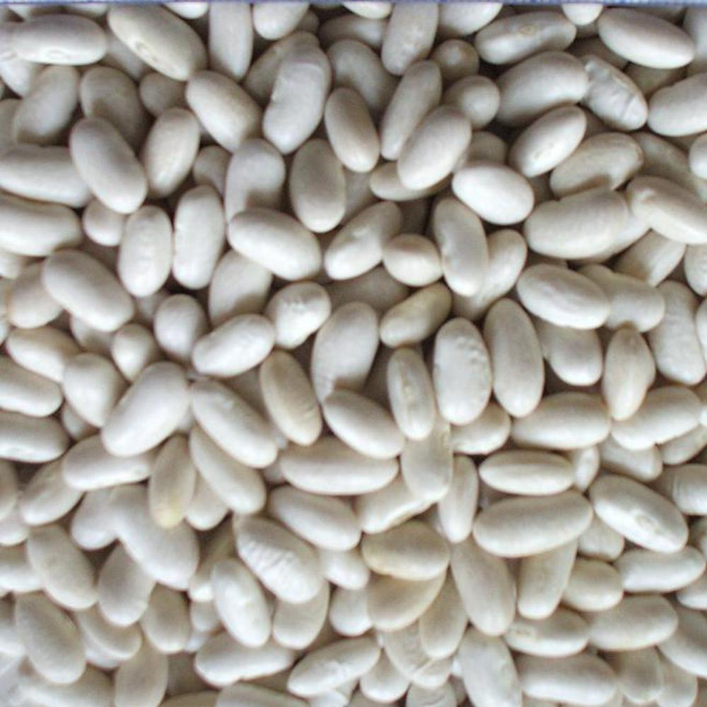 Wholesale Sale Of Large Fresh White Kidney Beans, High In Sugar And Sweet Taste