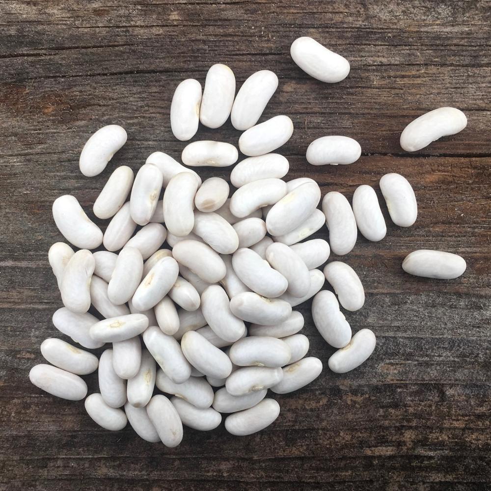 White Kidney Beans Large Size Red Beans Common Cultivation Type Exported Worldwide Kidney Beans