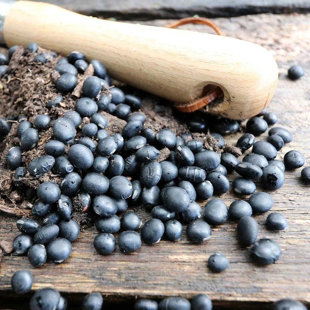 Black Beans Dark Beans Organic Fresh High Quality Clean Vegan Whosale Price in Bulk 