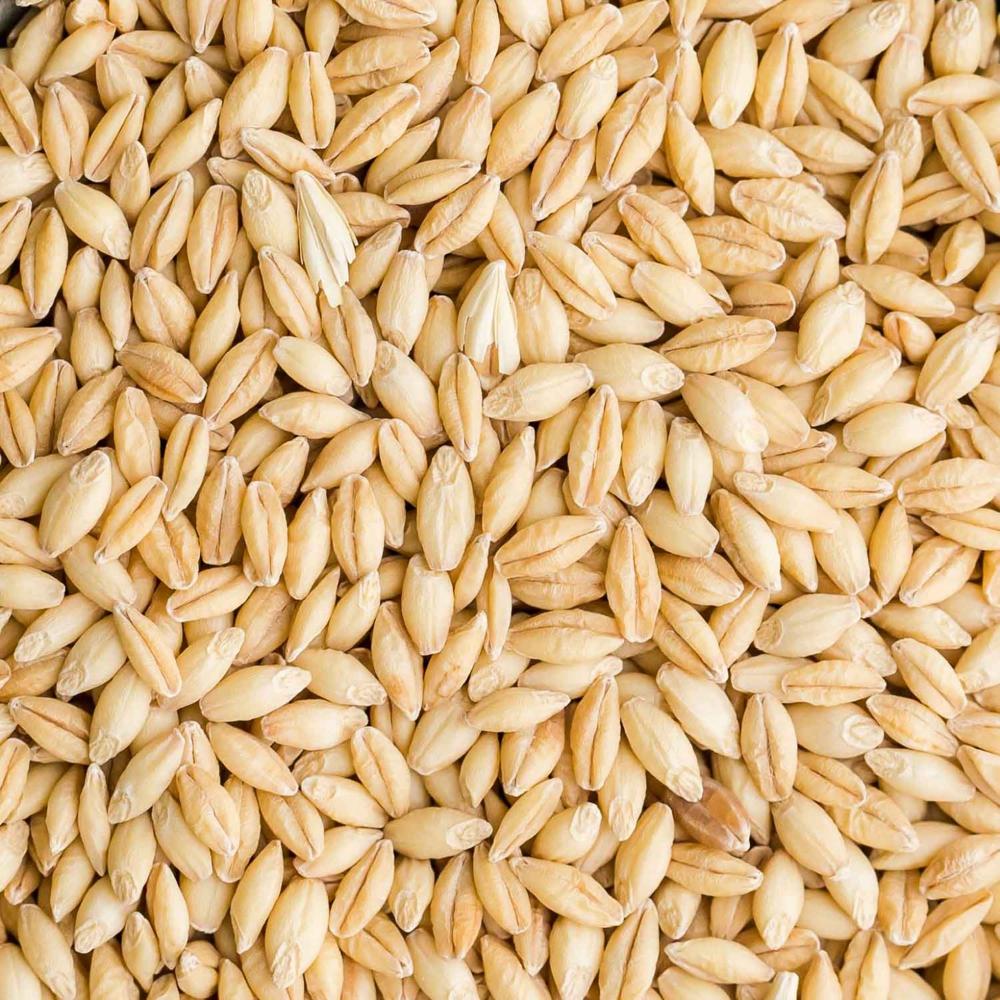 Wholesale Good Price Bulk Barley Grain Agricultural Product New Crop Direct Supply Organic Whole Barley Seeds - Admixture (%): 0.5