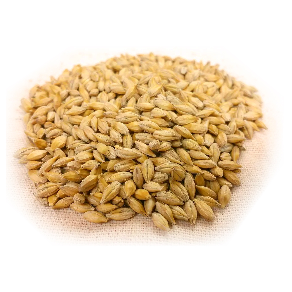 100% Organic Farm Fresh Barley Best Competitive Range Product