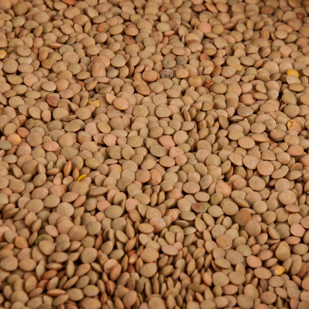 High Quality Green Lentils Red Lentils Brown Lentils at Wholesale Price