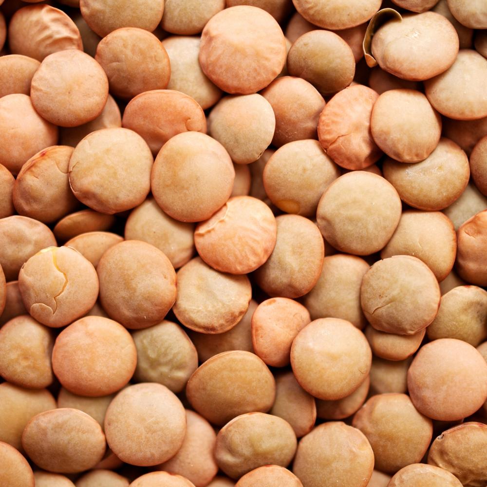 Premium Quality Organic Brown Lentils Whole Masoor Dal