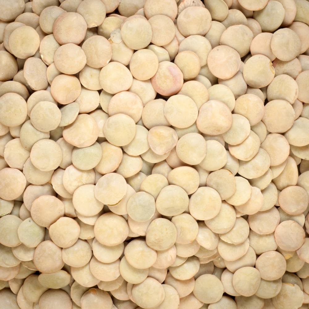 Premium Quality Organic Brown Lentils Whole Masoor Dal