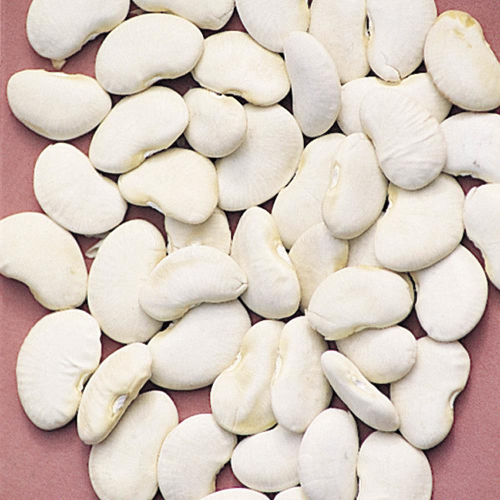 Best Selling Large White Lima Beans Fully Natural Offered in Bulk for Wholesale Food 