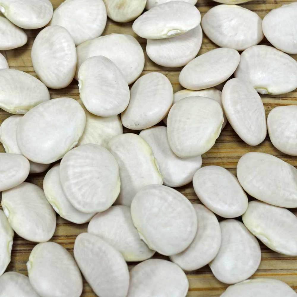 Best Selling Large White Lima Beans Fully Natural Offered in Bulk for Wholesale Food 