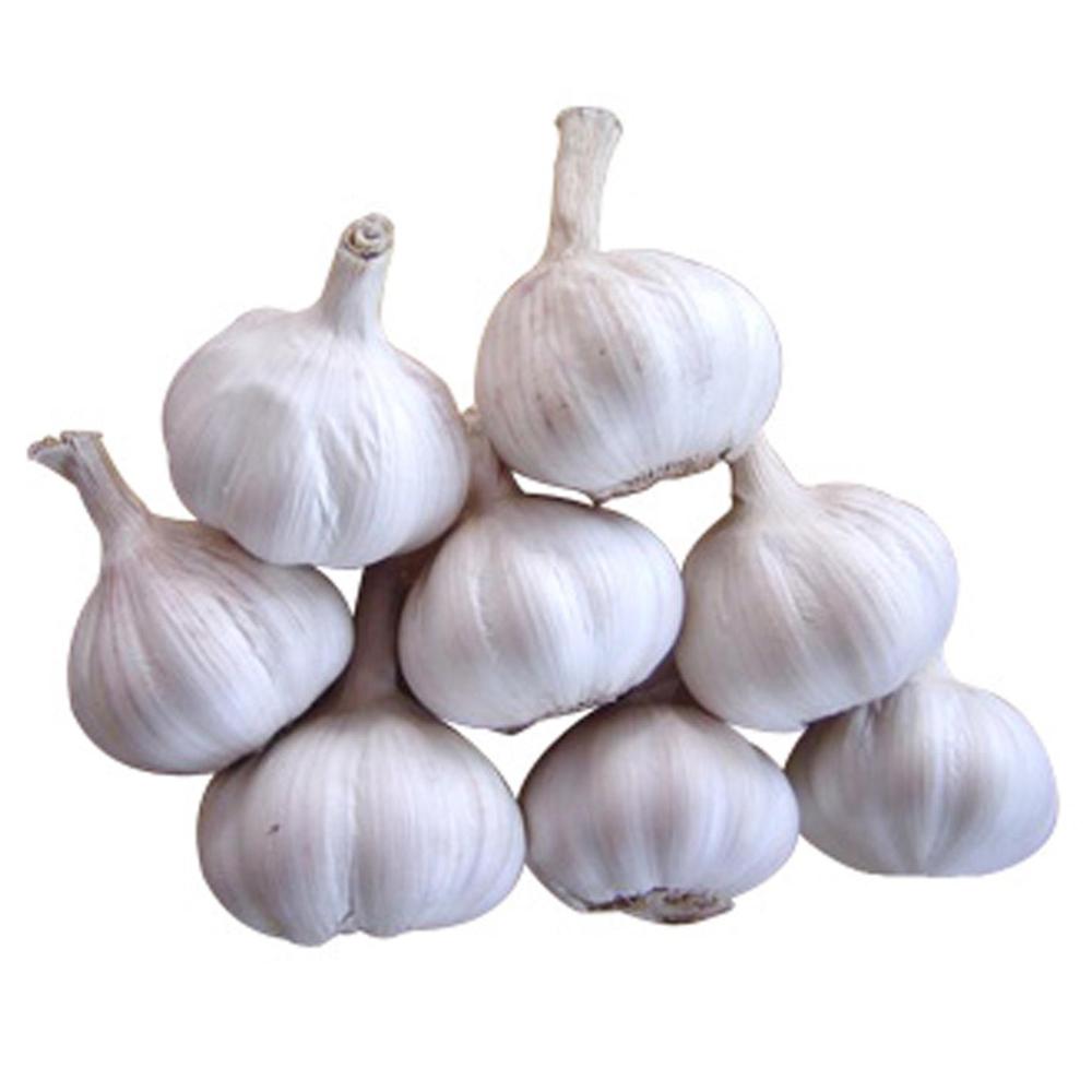 Fresh Small Package Garlic Wholesale Pure White Garlic Export Quality