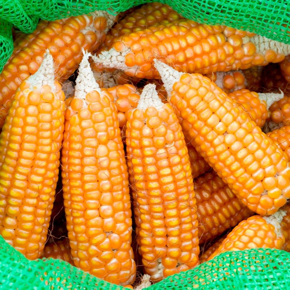 Factory Made AD Dried Yellow Corn Kernel for Sale