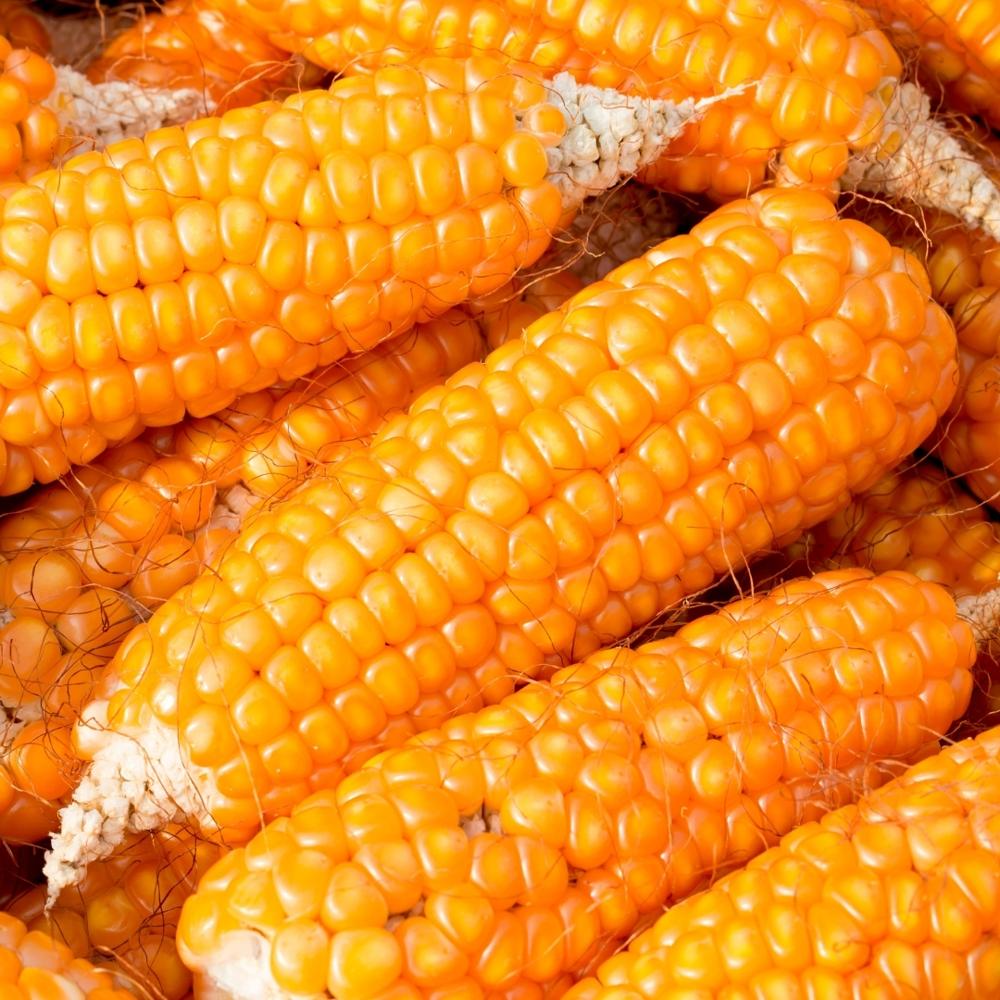 Factory Made AD Dried Yellow Corn Kernel for Sale