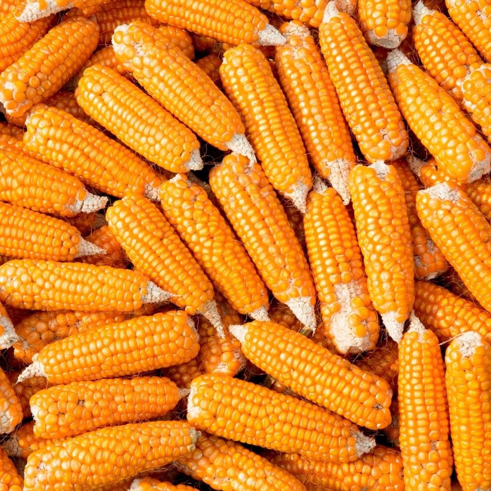 Bulk Supply Of Yellow Maize Corn Non Gmo, High Nutritional Value, And Moisture Controlled - Admixture (%): 0.5