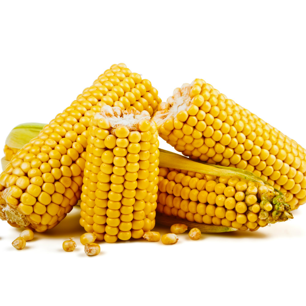 Bulk Supply of Yellow Maize Corn Non GMO, High Nutritional Value, and Moisture Controlled