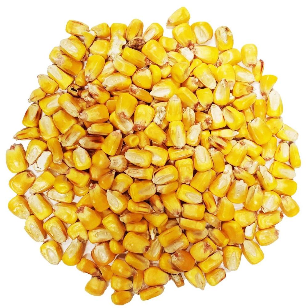Bulk Supply of Yellow Maize Corn Non GMO, High Nutritional Value, and Moisture Controlled