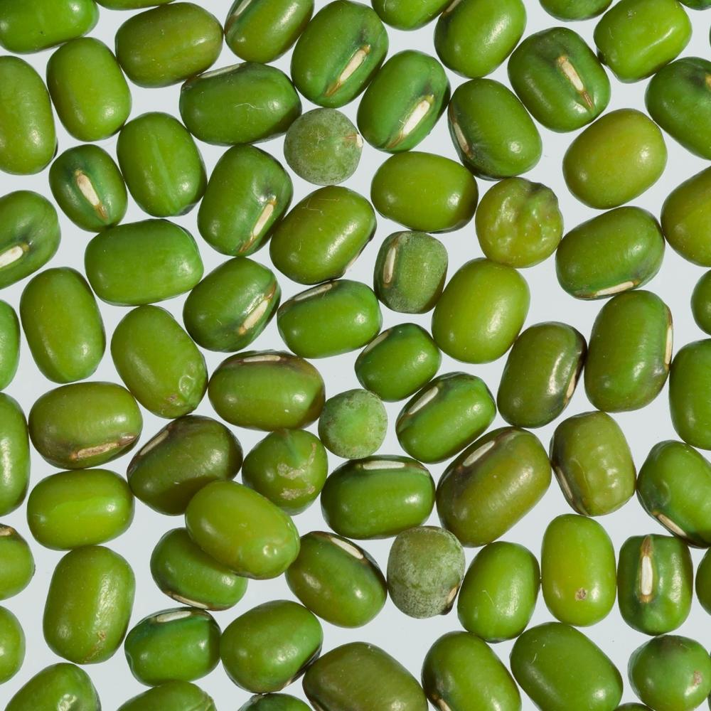Buy Freshly Harvested Green Mung Beans Vigna Seeds New Season Crop Available in Bulk for Wholesale 