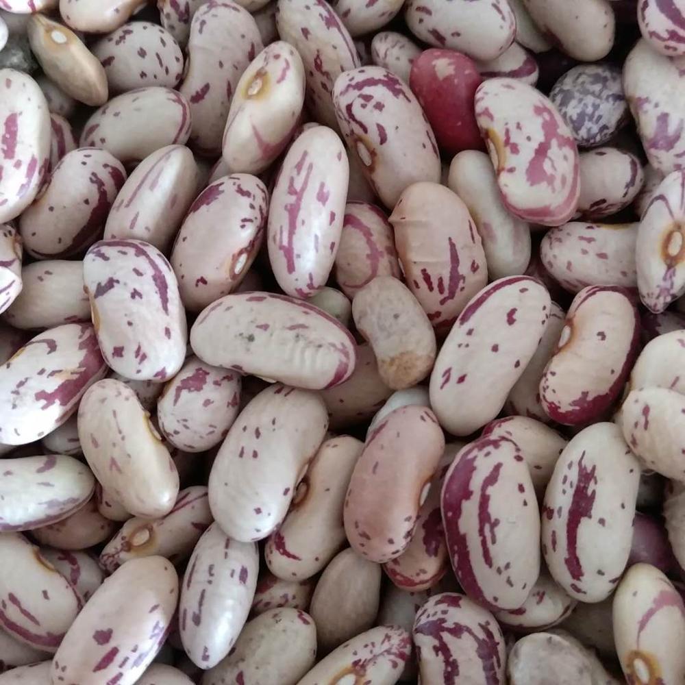 Organic Light Speckled Sugar Beans Dried and Packaged in Bulk for Sale