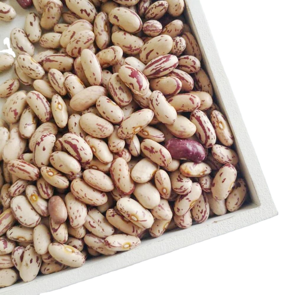Sugar Beans for sale bulk supply discount price wholesale fresh stock