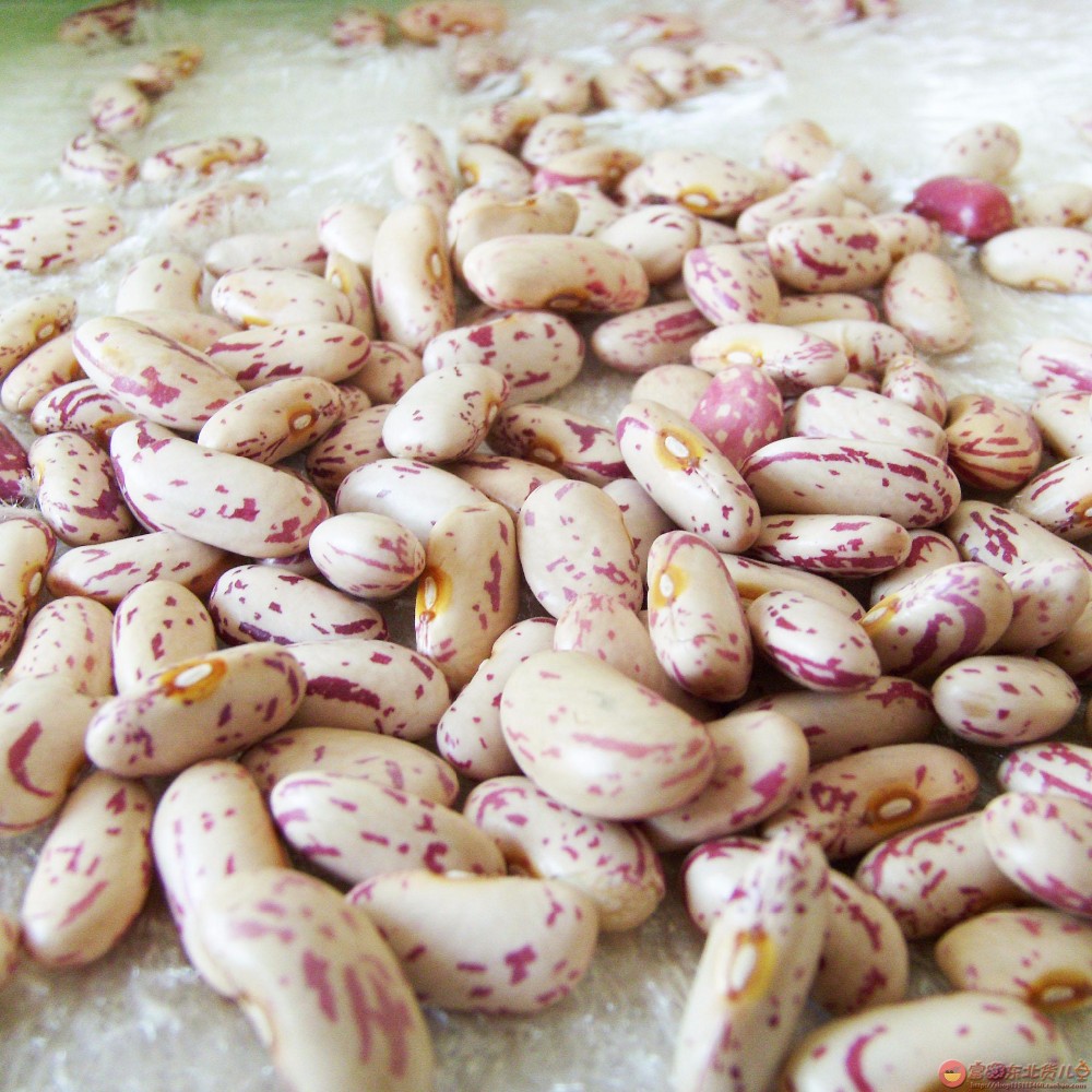 Sugar Beans for sale bulk supply discount price wholesale fresh stock