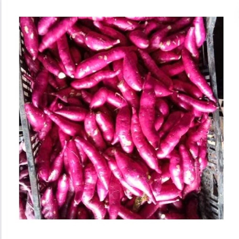 High Quality Fresh Sweet Potatoes Large Quantity Delicious And Nutritious With High Value - Cultivation Type: Organic