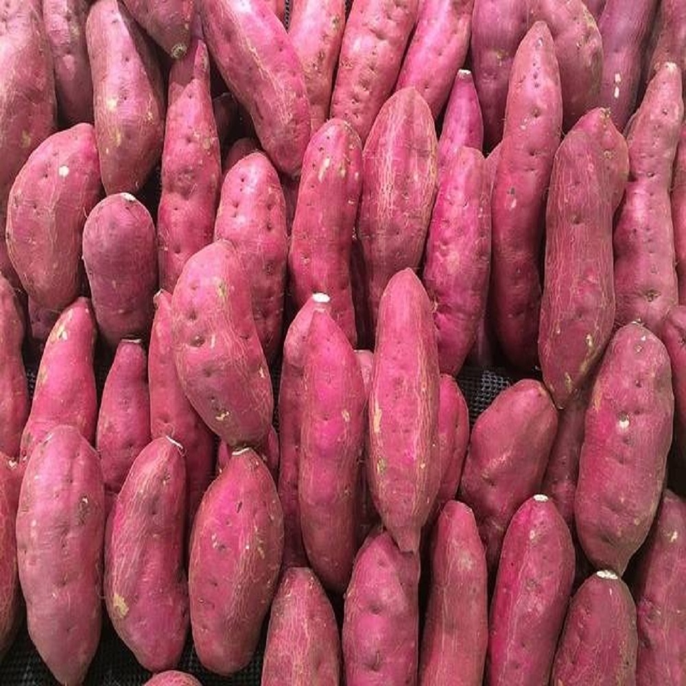 High Quality Fresh Sweet Potatoes Large Quantity Delicious and Nutritious with High Value