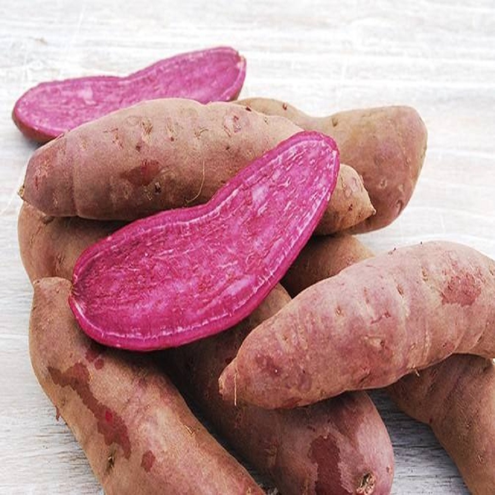 High Quality Fresh Sweet Potatoes Large Quantity Delicious and Nutritious with High Value