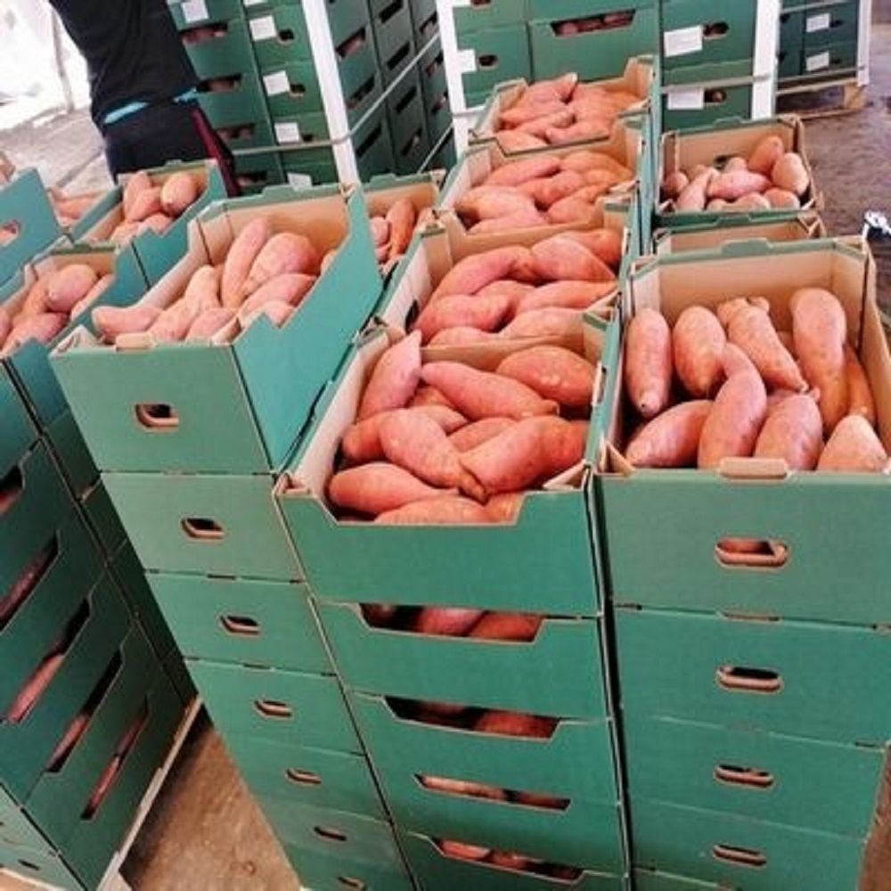 High Quality Fresh Sweet Potatoes Large Quantity Delicious and Nutritious with High Value