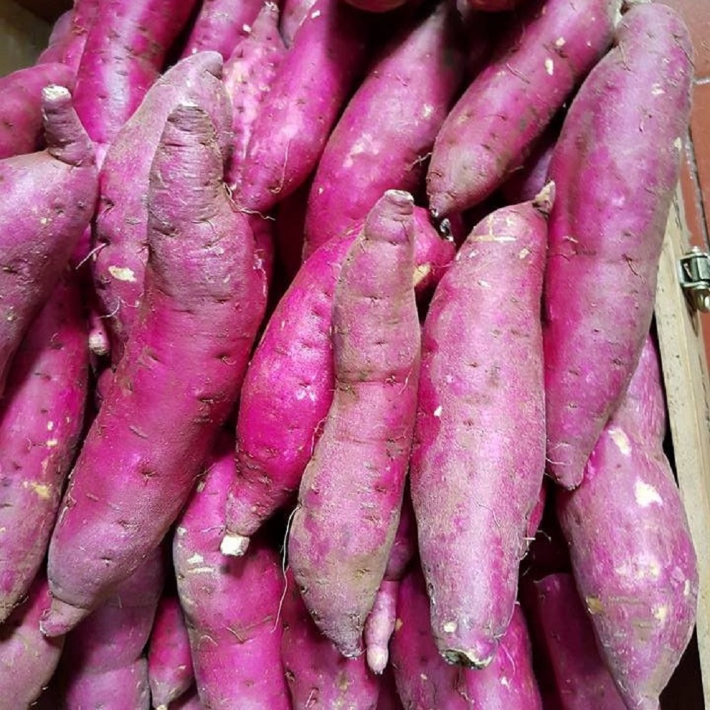 Organic Sweet Potatoes Dark Purple Skinned Fresh Vegetables with Cool Storage Packaging