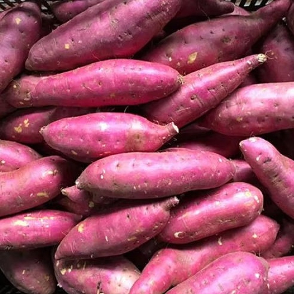 Organic Sweet Potatoes Dark Purple Skinned Fresh Vegetables with Cool Storage Packaging