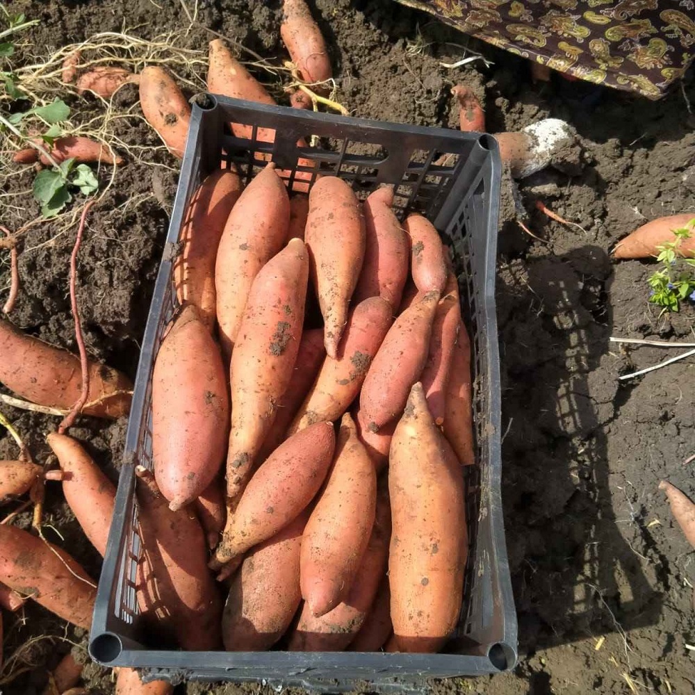 Organic Sweet Potatoes Dark Purple Skinned Fresh Vegetables with Cool Storage Packaging