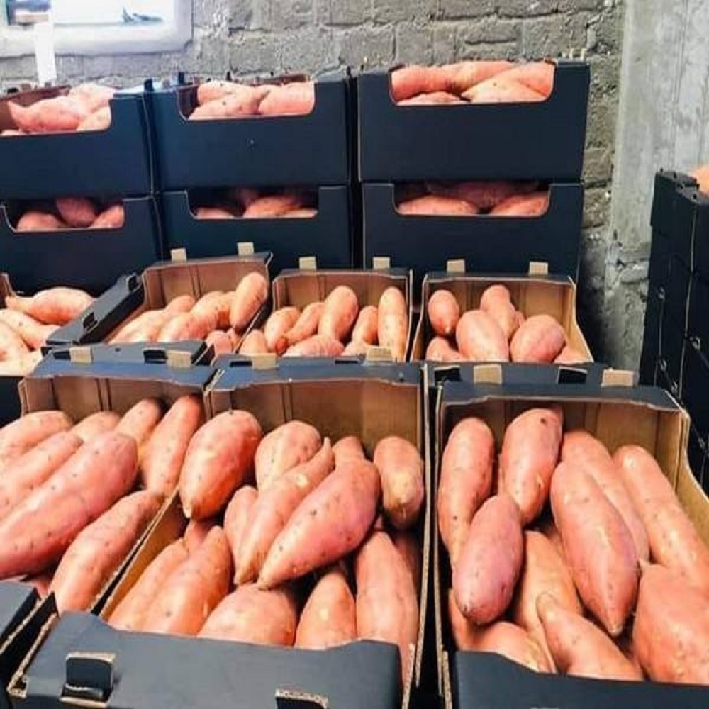 Organic Sweet Potatoes Dark Purple Skinned Fresh Vegetables with Cool Storage Packaging