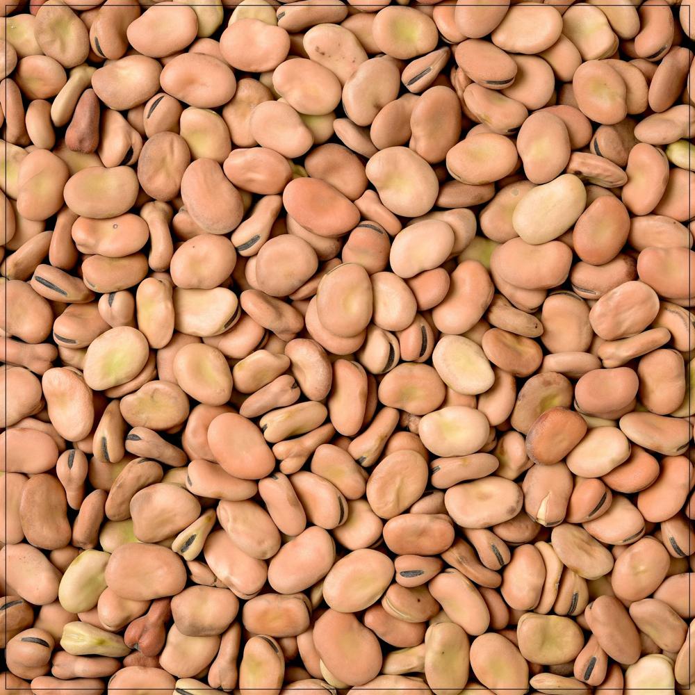 Premium Broad Fava Beans High-Protein Dried Legumes for Cooking