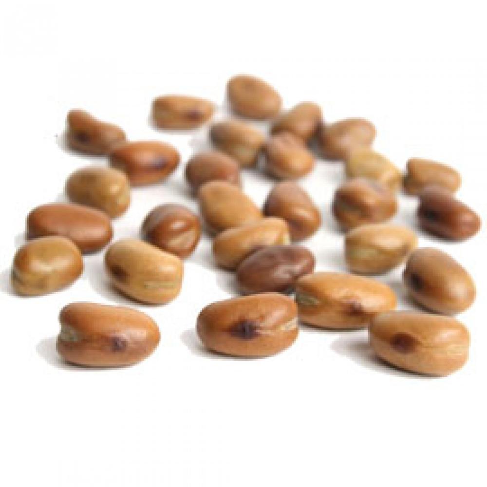 Wholesale Price Dried Organic Size 60-70 Grains Per 100g Faba Broad Beans Fava Beans Price
