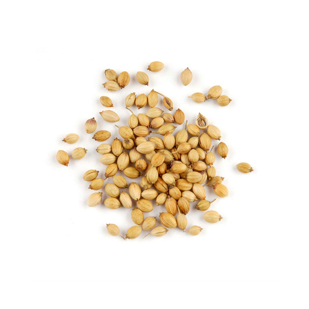 Premium Quality Coriander Seeds Whole and Cleaned Bulk Export Natural Aromatic Herb