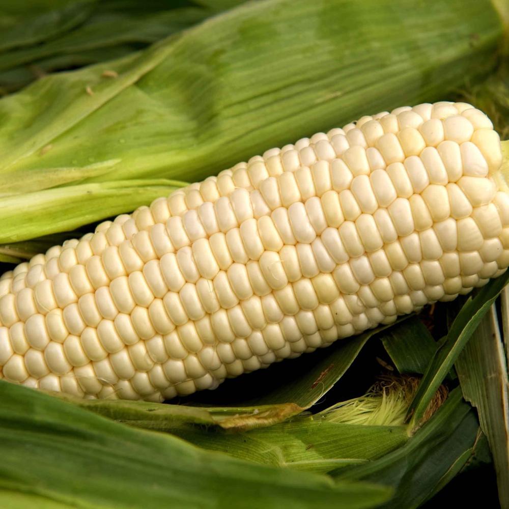 Fast Delivery Organic Non-GMO Non-Glutinous White Maize Corn Dried Human