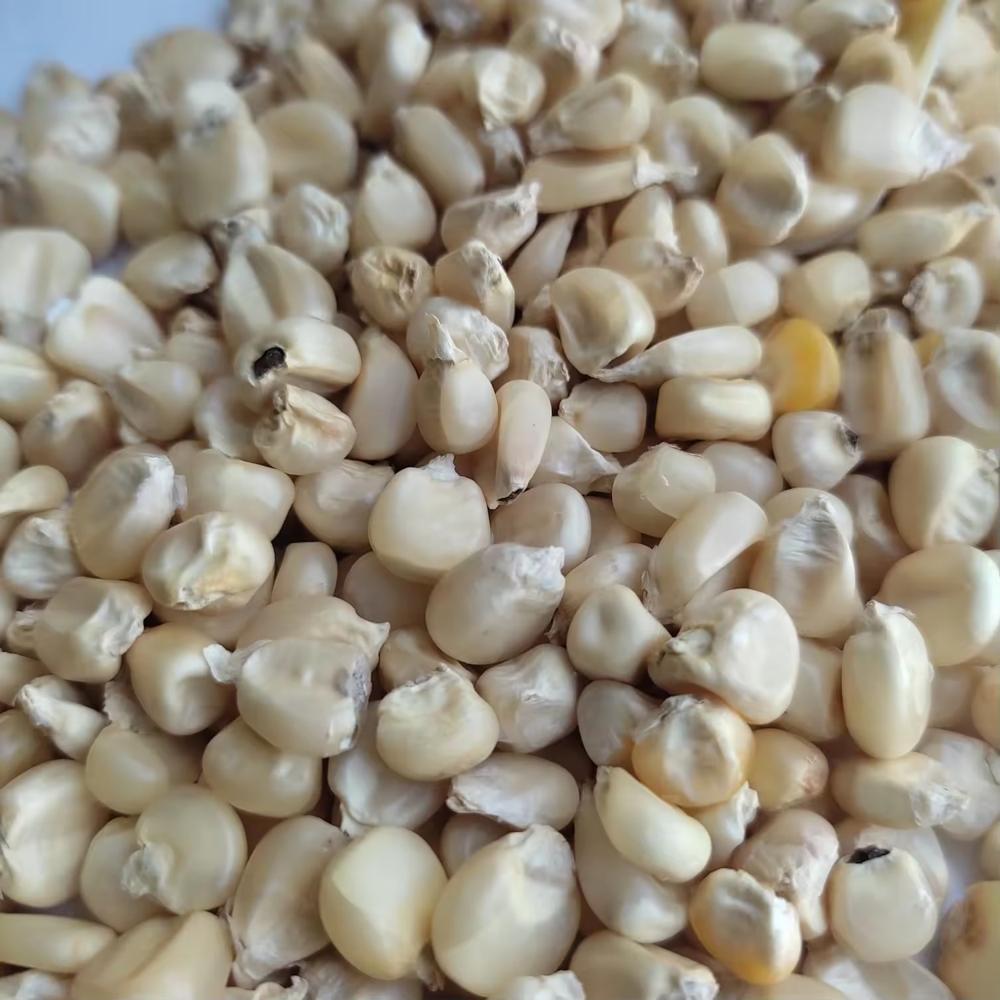 Non-GMO Air-Dried Yellow Maize Corn White Corn - Bulk Packed