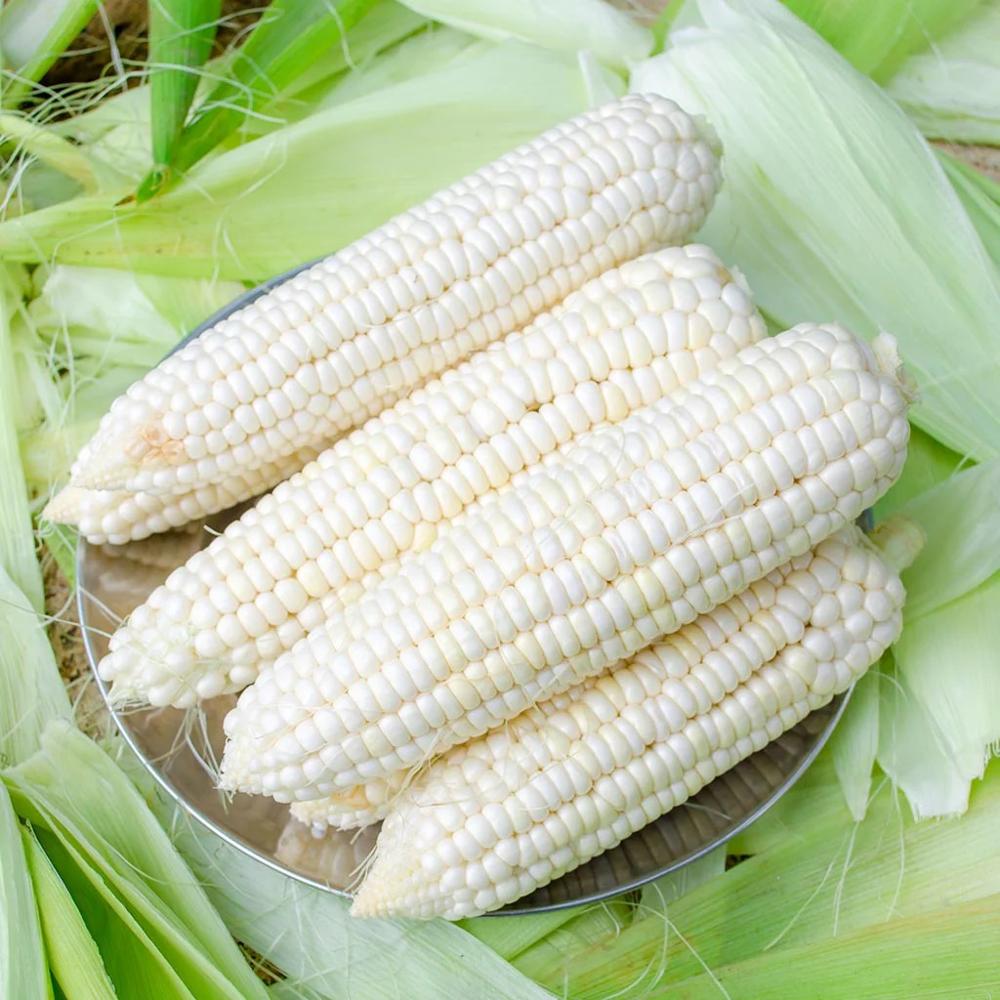 Non-GMO Air-Dried Yellow Maize Corn White Corn - Bulk Packed