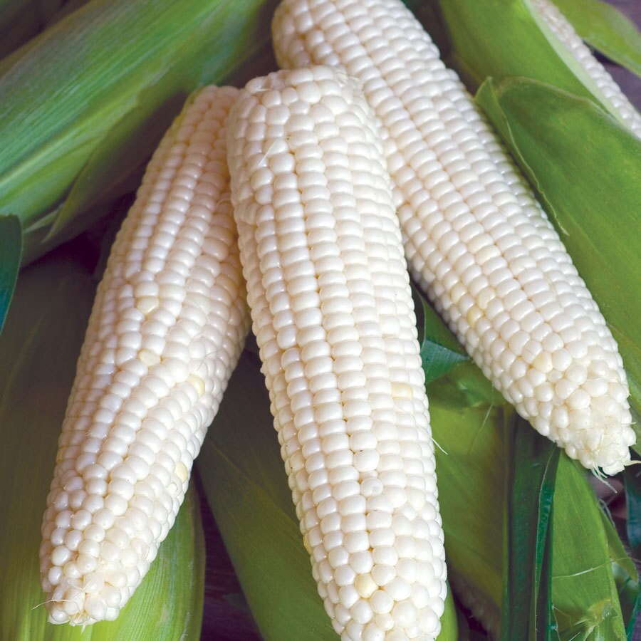 Non-GMO Air-Dried Yellow Maize Corn White Corn - Bulk Packed