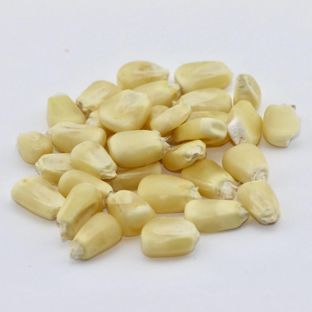 Fast Delivery Organic Non-GMO Non-Glutinous White Maize Corn Dried Human 