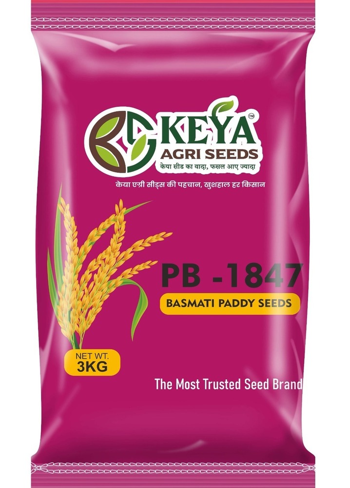 Pb-1847 Basmati Paddy Seeds - Cultivation Type: Common