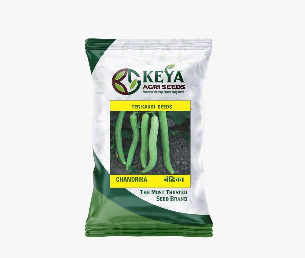 Chandrika Ter Kakdi Seeds - Cultivation Type: Common