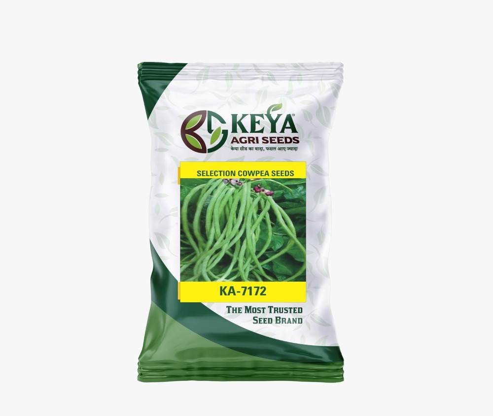 Ka-7172 Selection Cowpea Seeds - Cultivation Type: Common