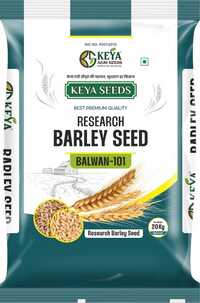 Balwan-101 Barley Seeds