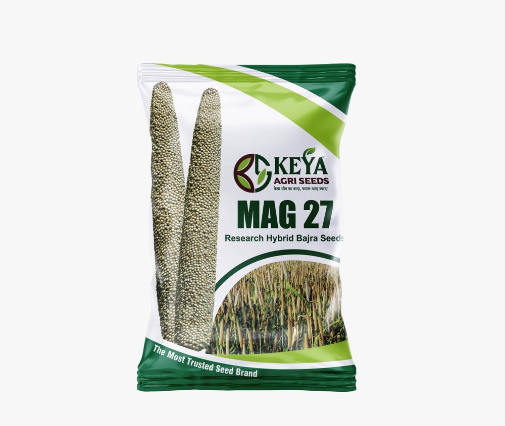Mag27 Hybrid Bajra Seeds - Cultivation Type: Common